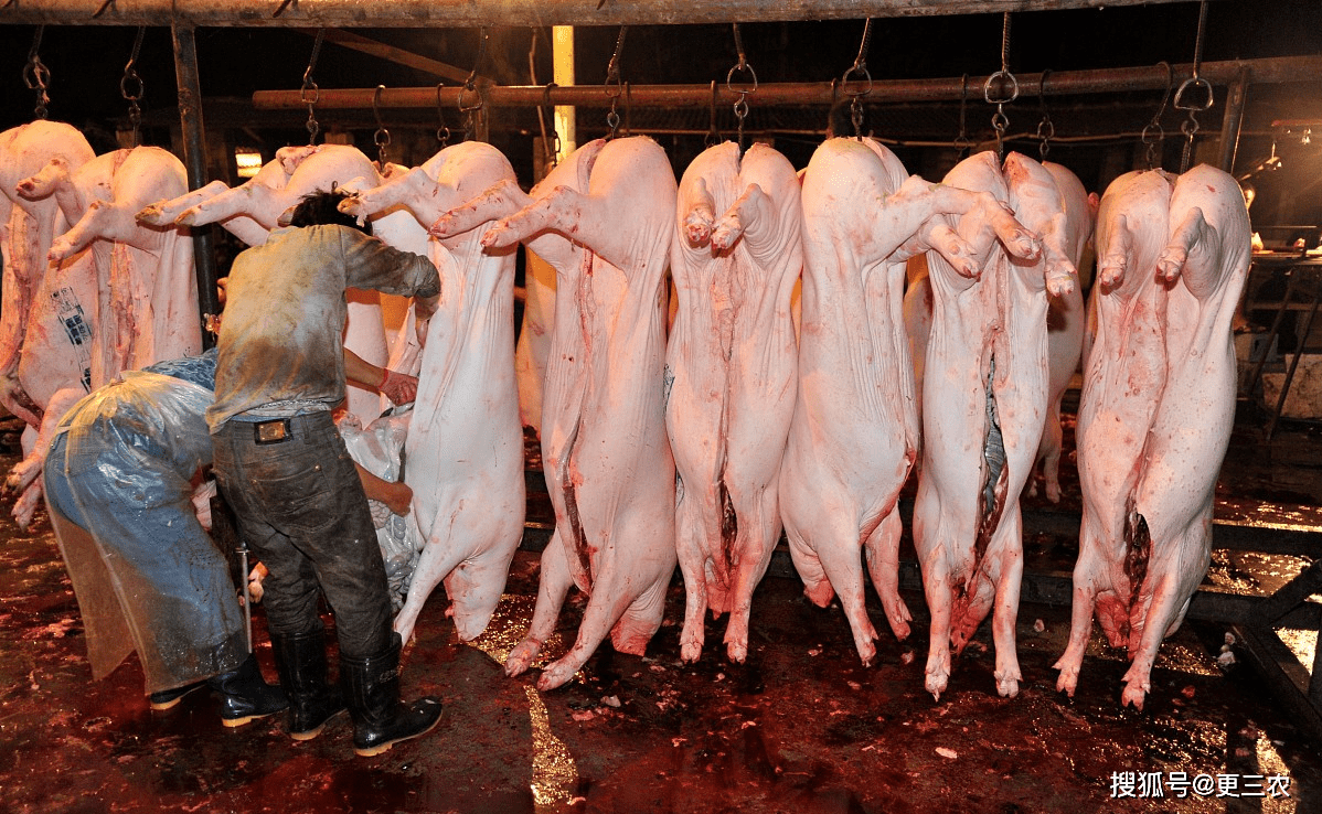 包含国际比赛日明尼苏达森林狼备战葡超，单刀错失细节曝光，压力陡增，数据趋势出现新变化的词条